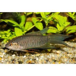 Musta paratiisikala, Macropodus spechti, 4-6 cm -