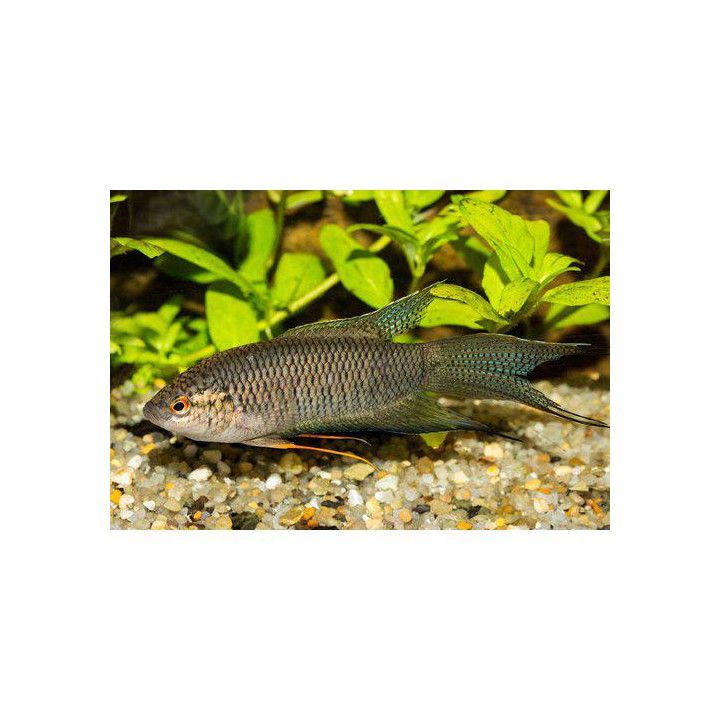 Musta paratiisikala, Macropodus opercularis, 4-6 cm