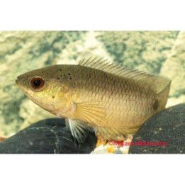 Kingsleys ctenopoma 4-7 cm -