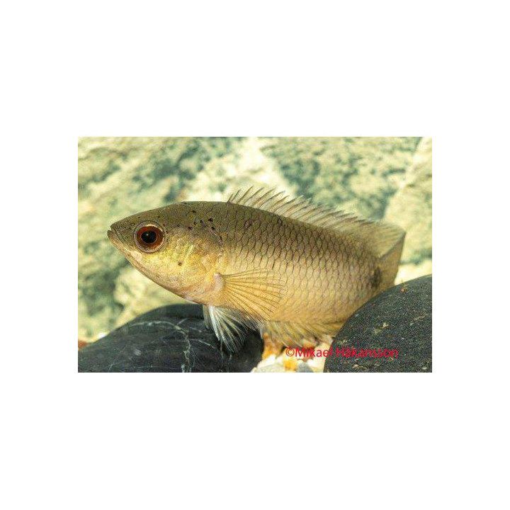 Ctenopoma kingsleyae 4-7 cm