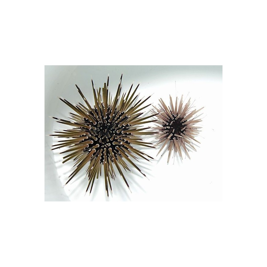 Parasalenia gratiosa - Whitespot Urchin