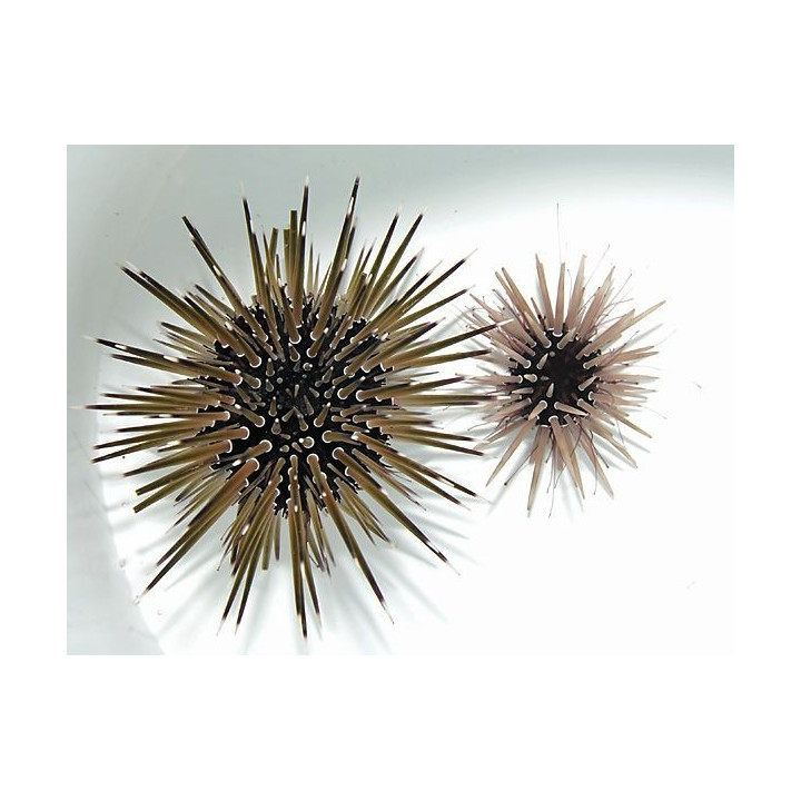 Parasalenia gratiosa - Whitespot Urchin