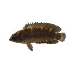Ctenopoma maculatum 4-6 cm -