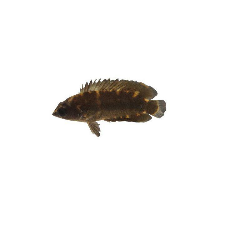 Ctenopoma maculatum 4-6 cm -