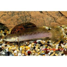Dwarf Snakehead (Channa gachua) 6-9 cm