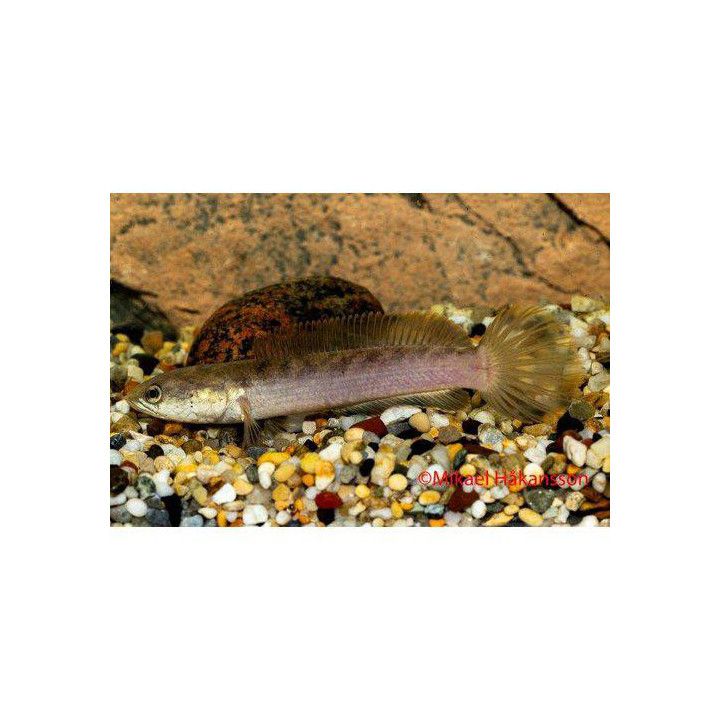 Dwarf Snakehead (Channa gachua) 6-9 cm