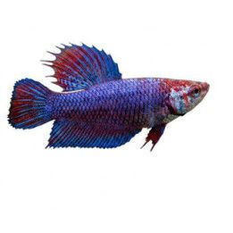 Taistelukala naaras sekoitus 3-4 cm -