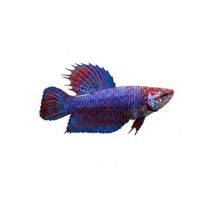 Taistelukala naaras sekoitus 3-4 cm -