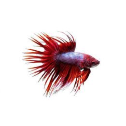 Taistelukala crowntailmix väri koiras -