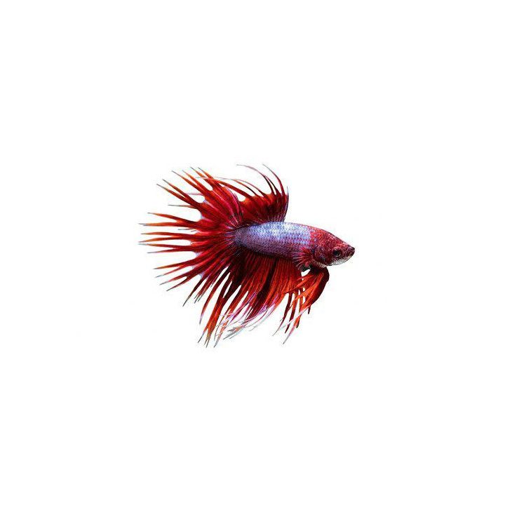 Taistelukala crowntailmix väri koiras -