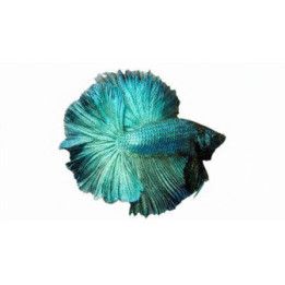 Taistelukala rosetail koiras -