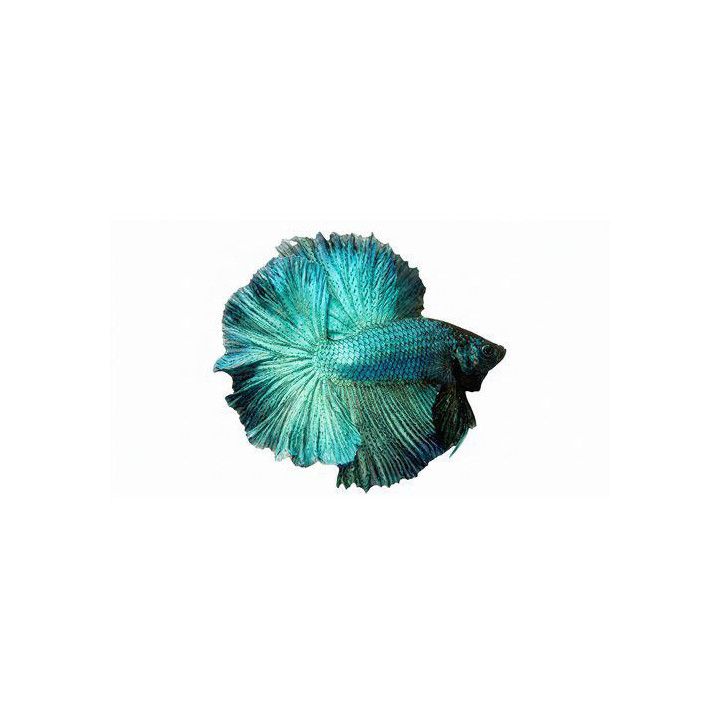 Taistelukala rosetail koiras -