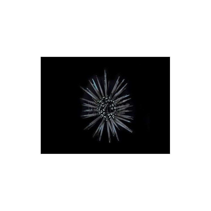 Parasalenia gratiosa - Whitespot Urchin