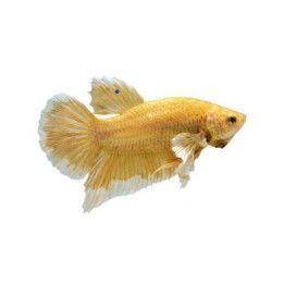 Taistelukala norsunkorva golden koiras -