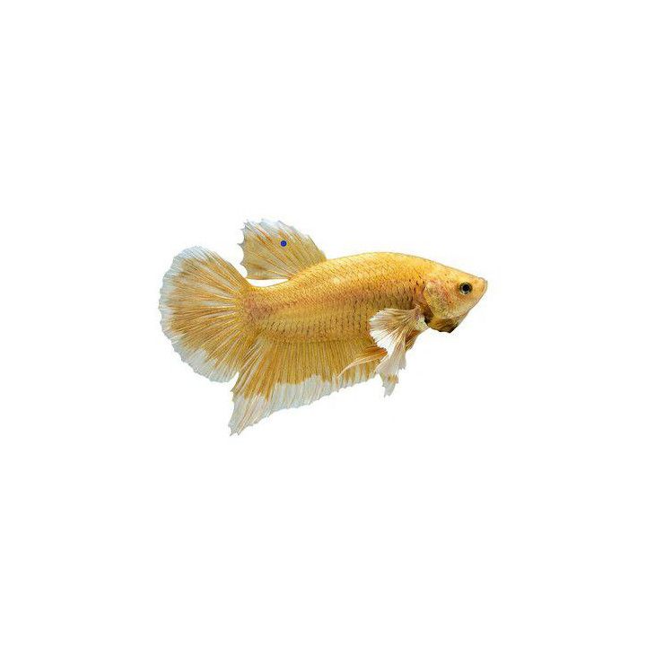 Taistelukala norsunkorva golden koiras -