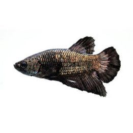 Taistelukala pkhm copper fancy koiras -
