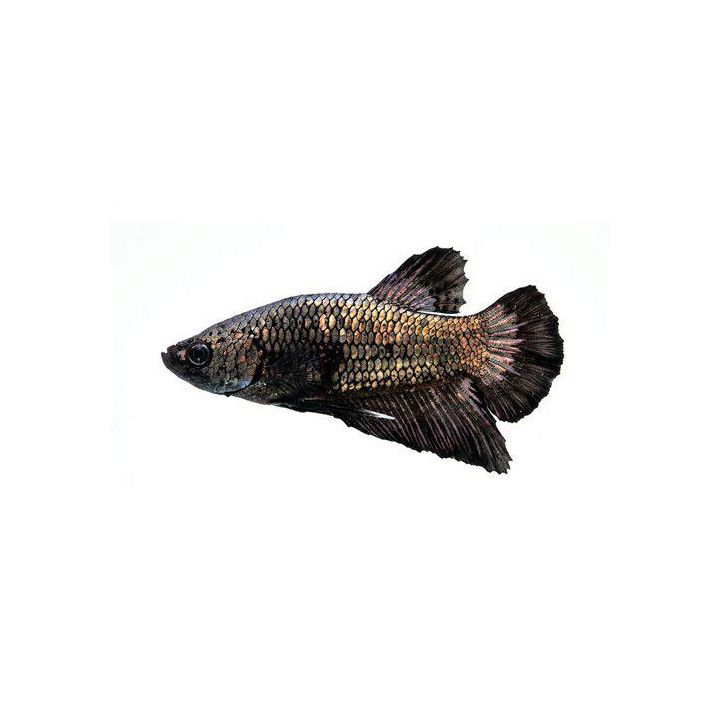 Taistelukala pkhm copper fancy koiras -