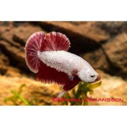 Taistelukala pkhm dragon red koiras -