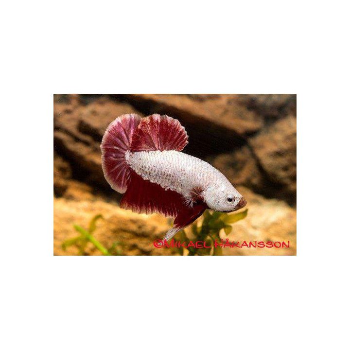 Taistelukala pkhm dragon red koiras -