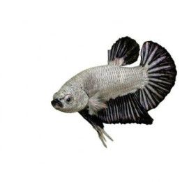Taistelukala pkhm dragon black koiras -