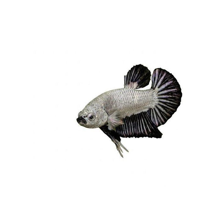 Taistelukala pkhm dragon black koiras -