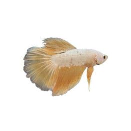 Taistelukala snow whitegolden dragon koiras -