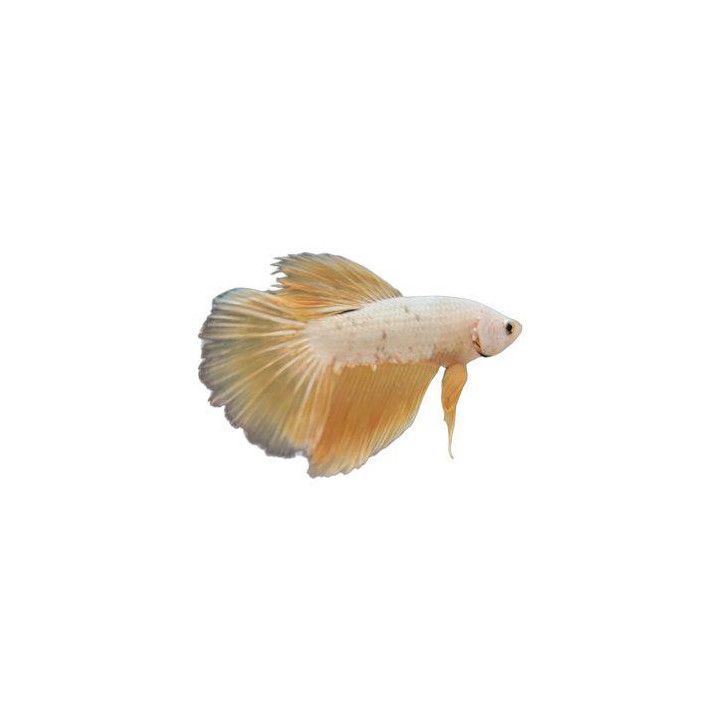 Taistelukala snow whitegolden dragon koiras -