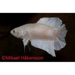 Taistelukala pkhm whiteopaque koiras -