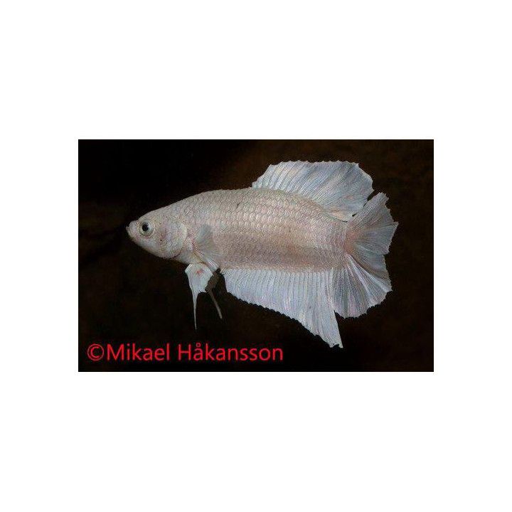 Taistelukala pkhm whiteopaque koiras -