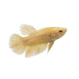 Taistelukala 24k gold koiras -