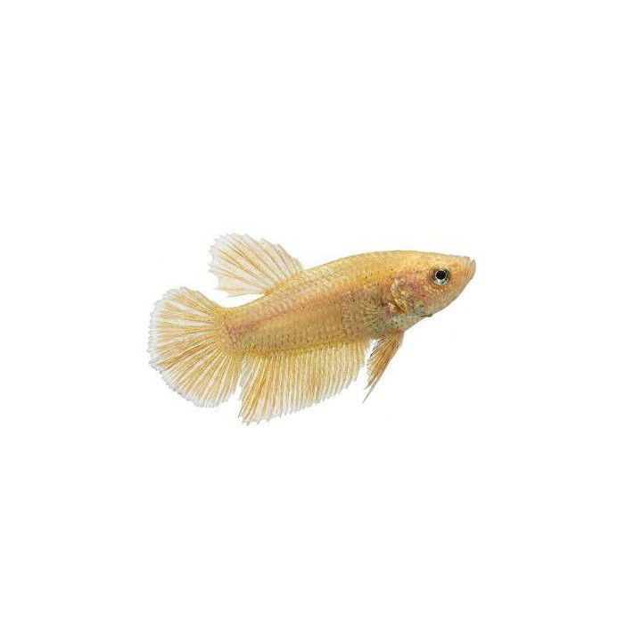Taistelukala 24k gold koiras -