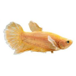 Taistelukala 24k dumbo ear gold koiras -