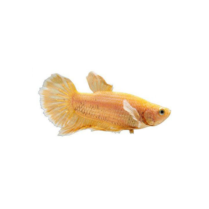 Taistelukala 24k dumbo ear gold koiras -