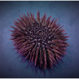 Echinometra mathaei - White-Tip Urchin