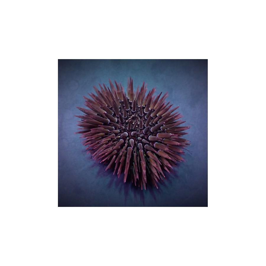 Echinometra mathaei - White-Tip Urchin