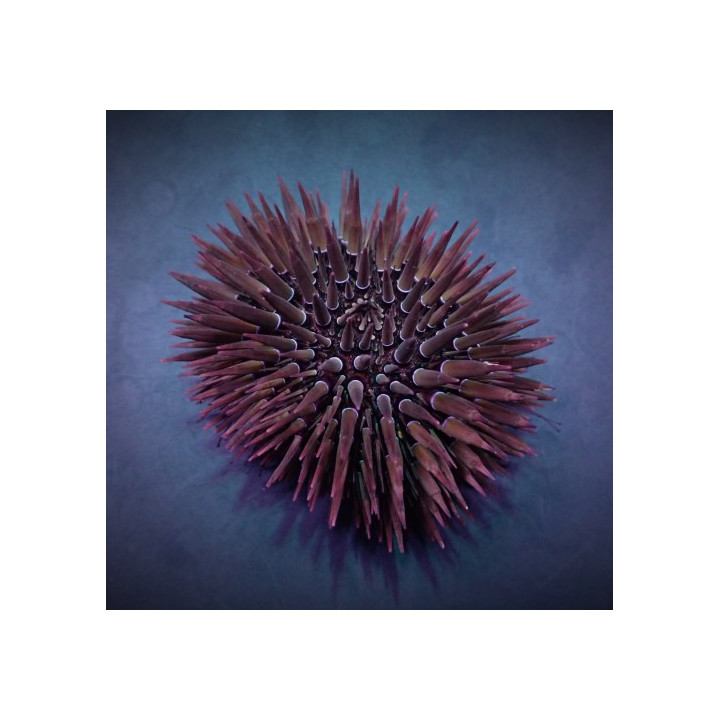 Echinometra mathaei - White-Tip Urchin