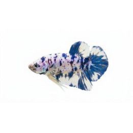 Taistelukala pkhm marble dot male -