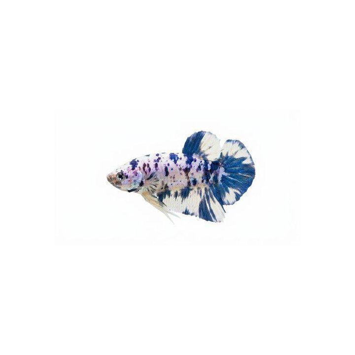 Taistelukala pkhm marble dot male -