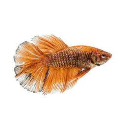Taistelukala doubletailhane -