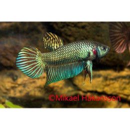 Taistelukala alien blue koiras -