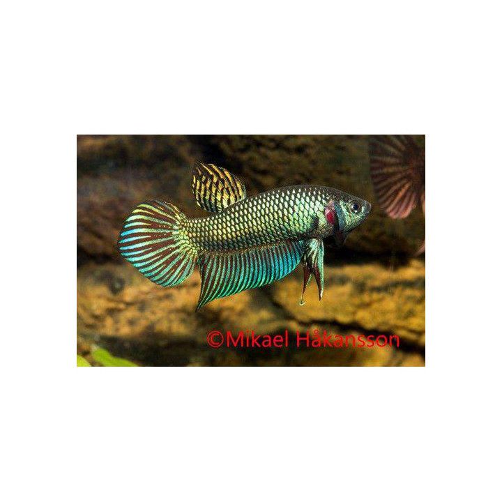 Taistelukala alien blue koiras -