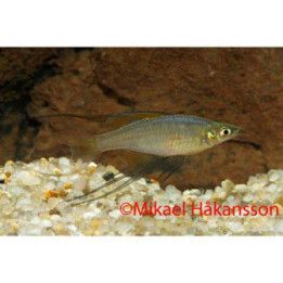 Threadfin Rainbowfish, Iriatherina werneri, 2-3 cm