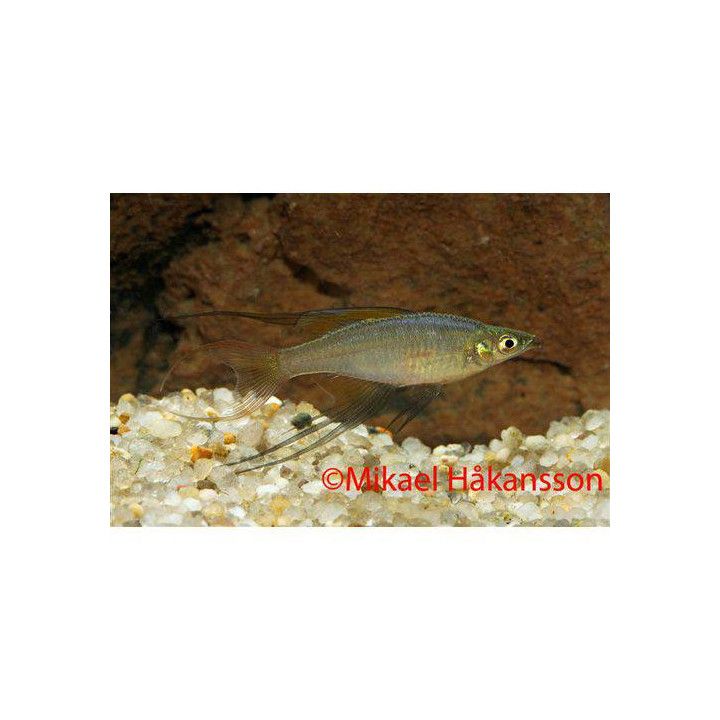 Threadfin Rainbowfish, Iriatherina werneri, 2-3 cm