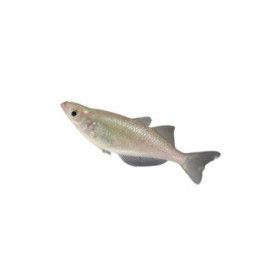 Glossolepis wanamensis Lake Wanam rainbowfish 4-6 cm