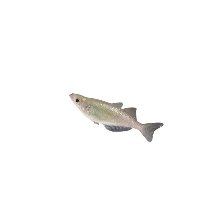 Glossolepis wanamensis Lake Wanam rainbowfish 4-6 cm