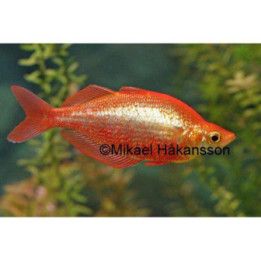 Punainen sateenkaarikala 5-6 cm -