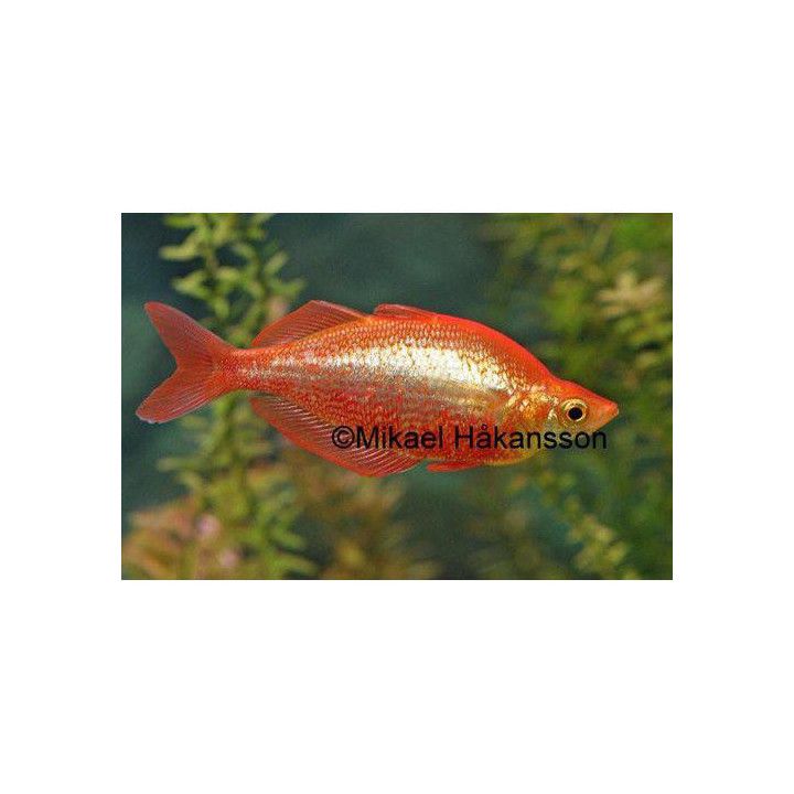 Punainen sateenkaarikala 5-6 cm -