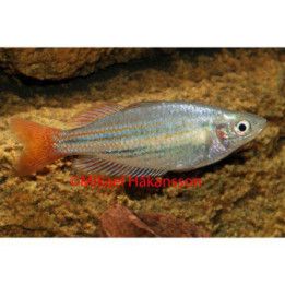 Melanotaenia trifasciata randiggoyder river 4-6 cm
