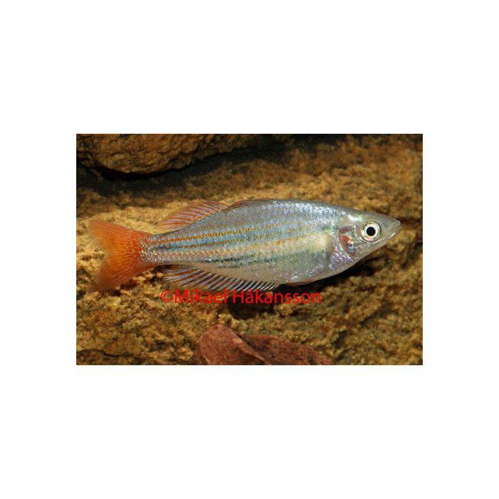 Melanotaenia trifasciata randiggoyder river 4-6 cm