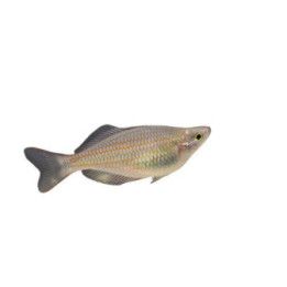 Melanotaenia trifasciata Banded rainbowfish randig 5-6 cm